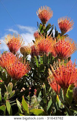 Květiny Leucospermum Cordifolium