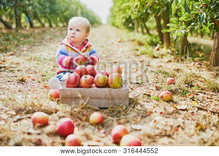Adorable Baby Girl Sitting On The Ground Near Crate Full Of Ripe Apples. Little Child Eating Fruits.
