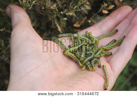 Box Tree Moth In Front Of Box Leaves