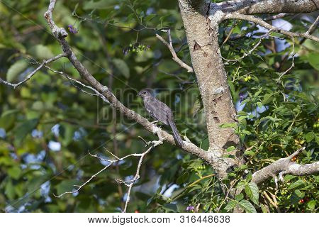 The Gray Catbird (dumetella Carolinensis),north America Native Bird