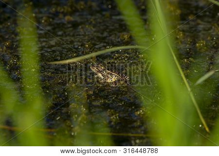 Twilight In The Swamp, The Last Rays Of The Sun Falling On The Pickerel Frog