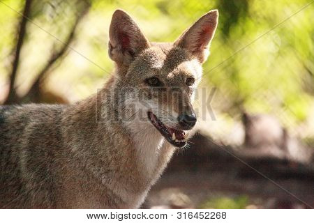 Coyote Canis Latrans In The Woods