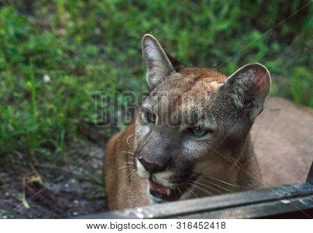 Florida Panther Puma Concolor Coryi Leans Against A Window In Naples, Florida.