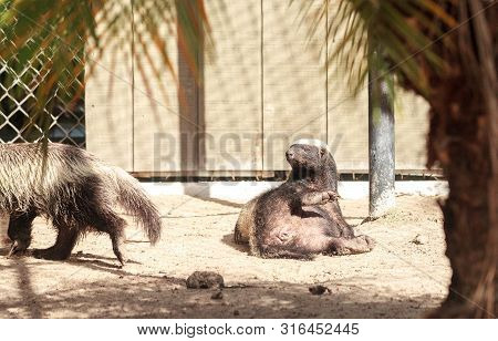 Funny Spread Legged Honey Badger Mellivora Capensis