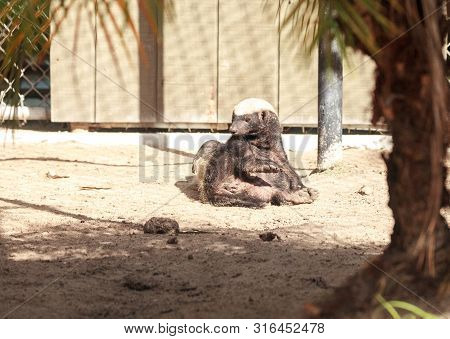 Funny Spread Legged Honey Badger Mellivora Capensis