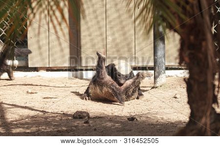 Funny Spread Legged Honey Badger Mellivora Capensis