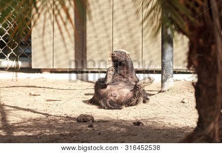Funny Spread Legged Honey Badger Mellivora Capensis