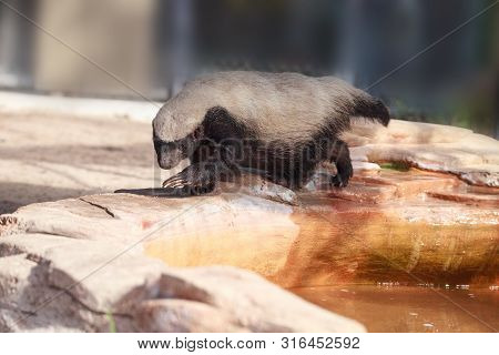 Honey Badger Mellivora Capensis Is Known For Being Tough