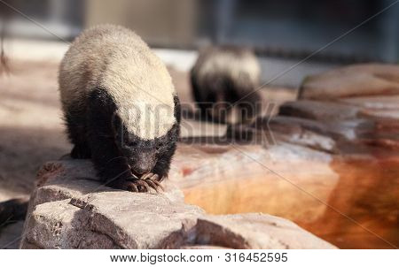 Honey Badger Mellivora Capensis Is Known For Being Tough