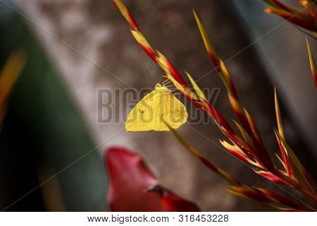 Cloudless Sulfurs Butterfly Phoebis Sennae Perches On A Red And Yellow Heliconia