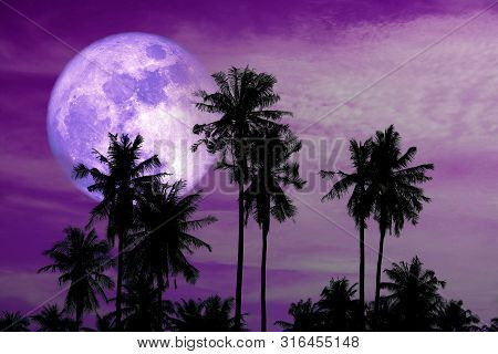 Full Harvest Purple Moon On Sky And Silhouette Coconut Palm Trees