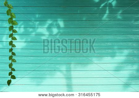 Green Leaves Of Coatbuttons Nature Border And Shadow Plant Tree On Aqua Color Wood