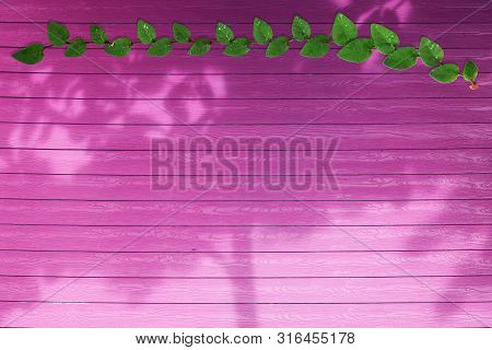 Green Leaves Of Coatbuttons Nature Border And Shadow Tree On Magenta Wood