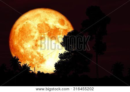 Red Sturgeon Moon On The Night Red Sky Back Silhouette Branch Tree