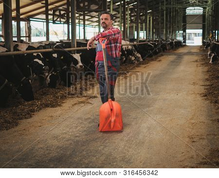 Farmer with showel in a cowshed on a dairy farm.