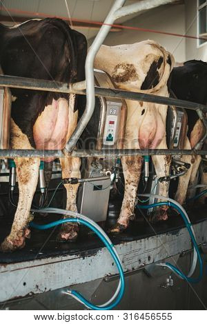Milking cows on rotary milking parlor
