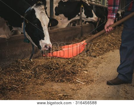 Farmer with showel in a cowshed on a dairy farm.