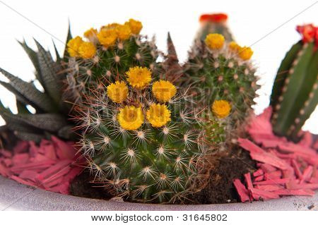 Notocactus