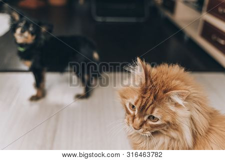 Close-up Red Cat With Green Eyes Looking On Camera. Cute Aborable Red Cat Asks Food.