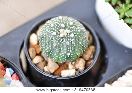 Cactus In The Flower Pot Or Astrophytum, Astrophythum Asterias