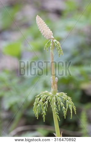 Equisetum With Strobili In Spring, Close Up Shot