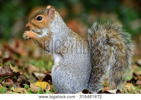 Side View Of An Eastern Gray Squirrel (sciurus Caroinensis) Eating A Nut