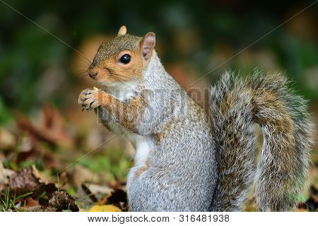 Side View Of An Eastern Grey Squirrel (sciurus Caroinensis) Eating A Nut