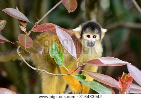 Portrait Of A Common Squirrel Monkey (saimiri Sciureus) Climbing In A Tree