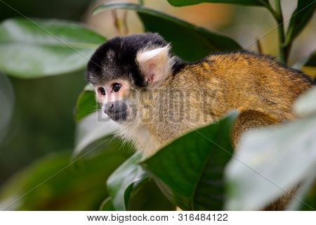 Portrait O Fa Common Squirrel Monkey (saimiri Sciureus) Climbing In A Tree