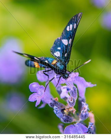 Close-up Of Amata Phegea Butterfly. Beautiful Orange Belted And White Spotted Black Insect Is Feedin