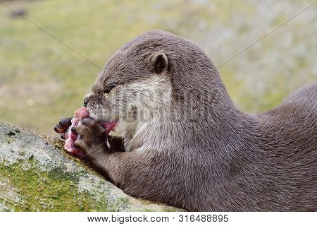 Close Up Portrait Of An Oriental Short Clawed Otter Eating