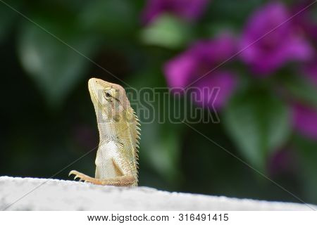 Oriental Garden Lizard, Or Changeable Lizard, Known Scientifically As Calotes Versicolor