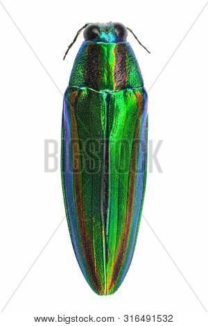 Close-up Macro Of A Colorful Tamamushi Beetle Isolated On A White Background