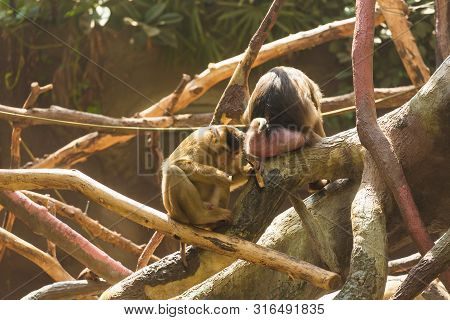 Funny Bored Monkeys Sitting On The Branches Of A Spreading Tree And Bored On A Sunny Warm Summer Day