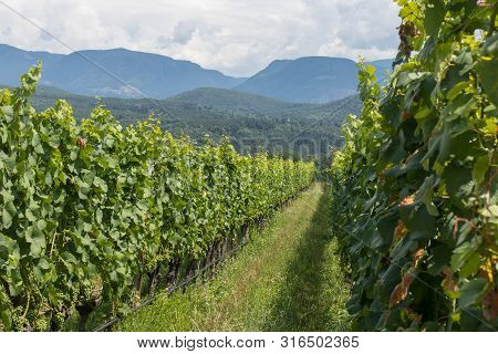 Vineyards Around Kaltern In South Tyrol In Italy
