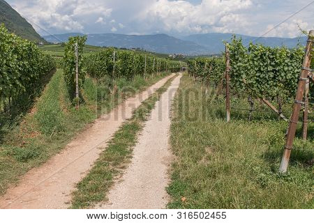 Vineyards Around Kaltern In South Tyrol In Italy