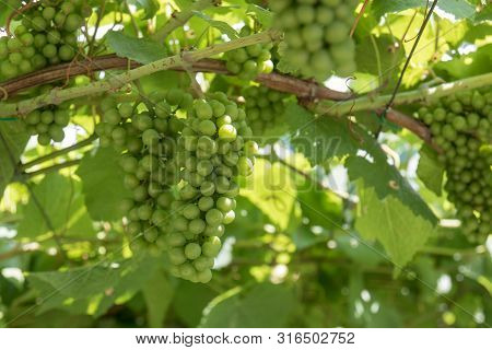 Vineyards Around Kaltern In South Tyrol In Italy, Barleiter Weg