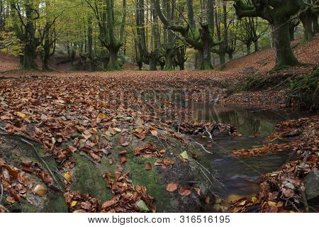Beech Forest