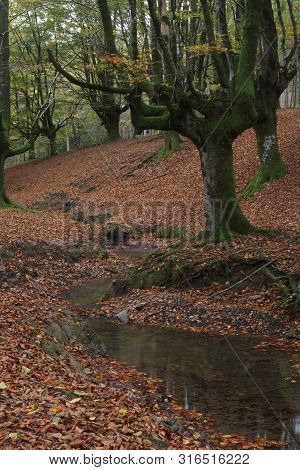 Beech Forest