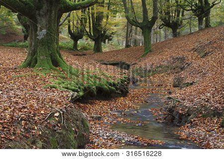 Beech Forest