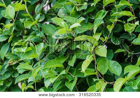 Green Vine From Leaves Of Chinese Magnolia Vine Garden.