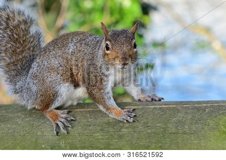 Portrait Of A Grey Squirrel (sciurus Carolinensis) On A Wooden Fence