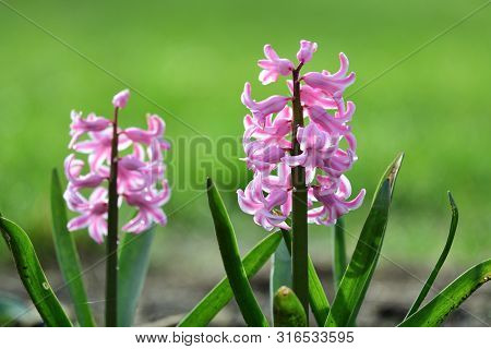 Close Up Of Pink Hyacinth Flowers In Bloom