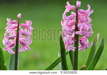 Pink Hyacinths