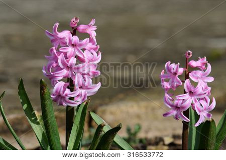 Close Up Of Pink Hyacinth Flowers In Bloom