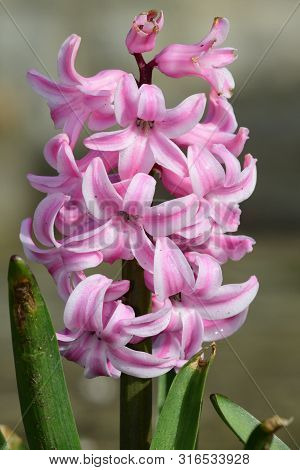 Close Up Of A Pink Hyacinth Flower In Bloom