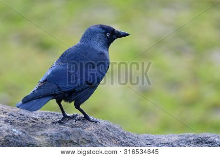 Portrait Of A Jacdaw (coloeus Monedula) Perching On A Rock
