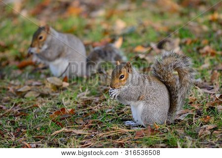 Low Angle View Of Two Grey Squirrels Sitting On The Ground While Eating A Nut