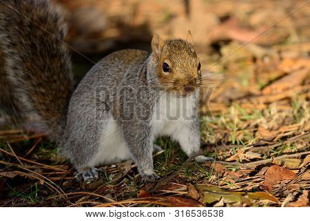 Portrait Of A Grey Squirrel Sitting On The Ground