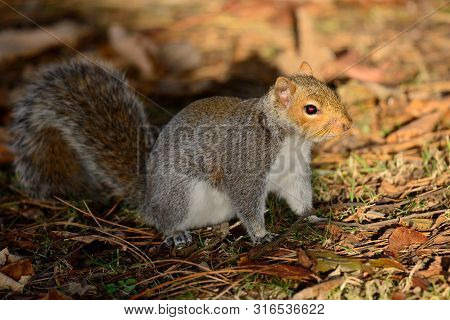 Portrait Of A Grey Squirrel Sitting On The Ground